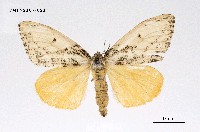 藏品(細紋黃毒蛾)的圖片